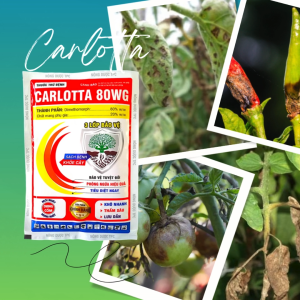 Thán Thư Cà Chua Sương Mai Cà Chua Héo Xanh Héo Rũ Cà Chua Đốm Lá Cà Chua Đốm Trái Cà Chua Carlotta 80WG