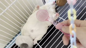 แปรงหวีขน แฮมสเตอร์ กระรอก ชูก้าไดล์เดอร์ ดอน์เม้าท์ ลิงมาโมเสท แฟตเทล ไจแอนท์ แปรงนวดขสีฟ้า สีขาว สีชมพู ส่งจากไทย