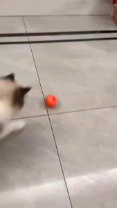 Pet Mainan anjing kucing Bola Listrik Bergulir Cerdas Hewan Peliharaan Bola mainan hewan peliharaan