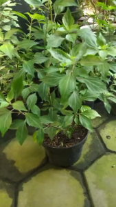 Bibit Bunga Kumis Kucing: Obat Herbal Kaya Manfaat