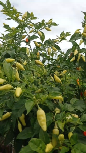 Benih Cabe Rawit Setan PRENTUL SUPER 10g  setara 2000 butir You seed