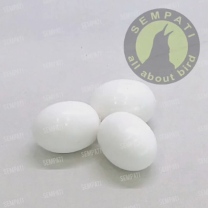 SEMPATI Telur Palsu Merpati Premium Import Telur Merpati Padat Heavy Solid Dummy Egg Fake Egg Replika Telur Imitasi Untuk Merpati Ayam Kate Pengeraman Burung Berkualitas