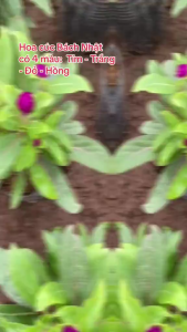 Hạt giống hoa cúc bách nhật-gói 100 hạt-màu tự chọn