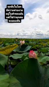 เม็ดบัวอบกรอบ มาย / อร่อย พร้อมทาน กุง100กรัม (100gram bag)