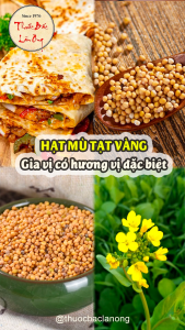 100g Hạt mù tạt vàng Ấn Độ nguyên hạt