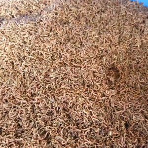 20g Bloodworm Fish food Freeze-dried for guppy betta angelfish mollies