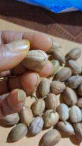 เมล็ดสลอด ภายในเมล็ดสลอดมีน้ำมัน Croton oil ประมาณ 40-60% ในน้ำมันพบสารหลายชนิด ชุดละ 79บาทมี 12เมล็ด สดใหม่ทุกปี รับประกันสดใหม่ทุกเมล็ด เพาะปลูกง่าย