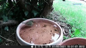 DL001 Hunting Trail Camera 16MP Wildlife Tracking Surveillance Infrared Night Vision Wild Animal Hunting Camera 1080P