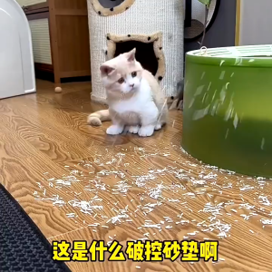 Thảm hứng cát mèo - Thảm chống văng cát cho nhà vệ sinh khay chậu cát mèo