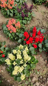 Hạt giống hoa xác pháo nhiều màu dể trồng(gói 100 hạt)