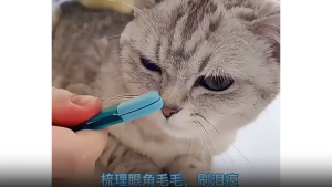 Cat Tear Stain Cleaner/ Pet Eye Wipes/ Eye Mucus Remover Comb/ Cat Eye Wash/ Cat Brush Long Short Hair Comb 🐱