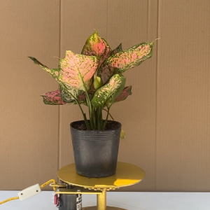 Cây Vạn Lộc Hồng - Cây Cảnh Văn Phòng Để Bàn