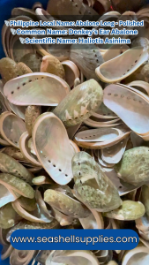 Donkeys Ear Buffed Abalone 2 - 3.5 Inches Abalone Long)Abalone