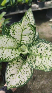 อโกลนีมาอัญมณีขาว Aglaonema