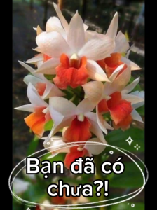 Hoa lan damary