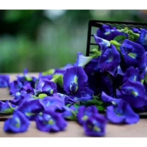 พร้อมส่ง ดอกอัญชัน อบแห้ง อย่างดี สด ใหม่ 100กรัม