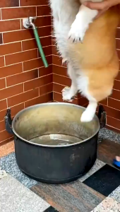 【COD】Pet Cat Dog Bathing Brush Shampoo Refillable Massage Silicone Scrubber Grooming Tool Berus Mandi Kucing 宠物洗澡刷 可装肥皂 沐浴刷