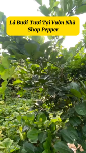 1kg lá bưởi tươi nhà trồng HN khách đặt mới hái