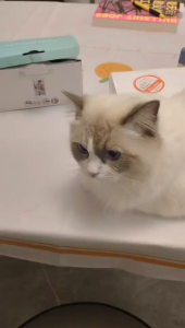 ICSEE R3 4MP Dual Lens Bulb CCTV Camera AC Power Supply 355° Bulb Wireless Indoor Security IP Camera