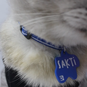 Kalung Kucing Custom Nama Bahan Nylon Stripe Murah - Bukipet Stripe Necklace (Painted Acrilic)