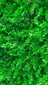 cỏ tai chuột trang trí