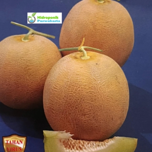 BENIH MELON UTAMI F1 15 GRAM DAGING PUTIH CAP MUTIARA BUMI