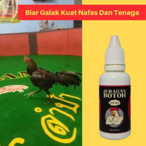 Doping Ayam Bangkok Juragan Botoh Untuk Tarung