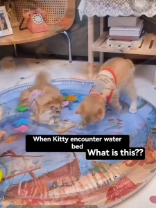 HATELI Thảm làm mát cho thú cưng Thảm nước đệm giường mùa hè Tấm lót đá cho chó ngủ tròn Thảm cho chó con Chó mèo Thú cưng Thảm chơi cảm giác bơm hơi cho trẻ em Cả hai đều sử dụng cho nước lạnh và ấm (dưới 40oC) Màu ngẫu nhiên