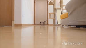 Đồ chơi đèn laser trêu mèo cổng sạc USB hình cây viết - Love pets shop