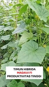 Benih Unggul Timun Hijau Hibrida MADAVI F1 20 gram 800 an biji Cap Bunga Matahari Lebat Tidak Pahit