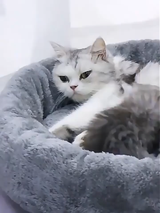 เบาะนอนสัตว์เลี้ยง ที่นอนแมว ให้ความรู้สึกปลอดภัย พื้นกันลื่นด้านล่าง ซักได้