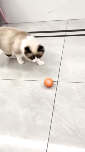 Automatic Electronic Jumping Ball Toys for Pets Dogs#A099