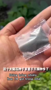 Hạt giống hoa 10 giờ kép mix màu-gói 270 hạt