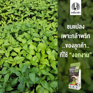 งอกงาม ขนาด 1 kg. สารปรุงดิน ฟื้นฟูดิน รองก้นหลุม กระตุ้นราก กระชากใบ ตราเหยี่ยวดำ