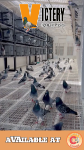 Victery Royalties Turbo Seed Mix 2kgs (sneaky for pigeons)