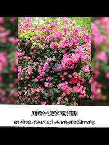 Vermiculite 5Litre SUCCULENT CACTUS STONE Granular soil tanah kaktus cactus soil