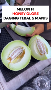 Benih Melon F1 HONEY GLOBE 4 biji Known You Seed