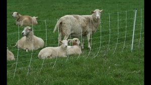 ส่งฟรี! รั้วลวดตาข่าย ถักปม 20cm 4x8" ( ยาว30-50เมตร สูง0.9m-1.8m) รั้วตาข่ายแรงดึง รั้วเกษตร ตาข่าย ล้อมไร่ ล้อมไก่ ตาข่ายล้อมแพะ แกะ วัว ม้า ตาข่ายเหล็ก