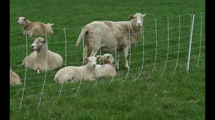 4 อันดับ รั้วลวดตาข่ายถักปมยอดนิยมสำหรับเกษตรและฟาร์ม อัปเดตปี 2025