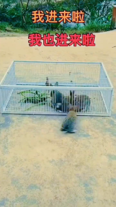 กรงดักนกพิราบ ดักนกกวัก กับดักนก กรงดักนก ใช้งานง่ายดักได้ทีละ หลายๆตัว กรงไก่ กรงกระต่าย กรงหนู กรงแมว