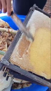 Mật Ong Nguyên Chất - Mật Ong Keo  - Chai 1Lít