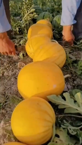 Biji Bernih Tembikai Kulit Kuning Manis(10 seeds)/黄金西瓜籽/Sweet Golden Watermelon Seeds