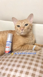 มอมแมมสเปรย์ MomMam รักษาแผล และ โรคผิวหนังสุนัข และ แมว ผลิตภัณฑ์สารสกัดเบญกานี เอกสิทธิ์เดียวของโลก