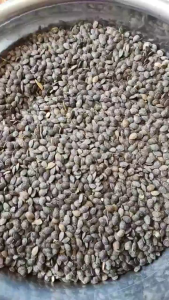 Combo 2 gói Hạt giống chanh leo vàng (chanh dây hoàng kim) gói 20 hạt