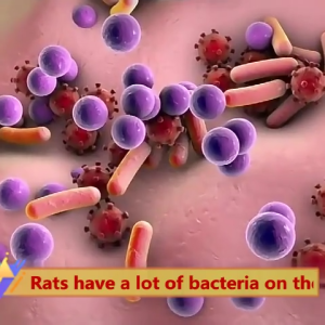 HCCM No rats within 10 km rat killer rat repellant for home mothballs for rats rat poison killer