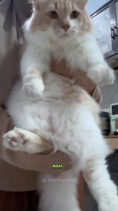 Shampoo Kucing Anti Kutu & Jamur Wangi