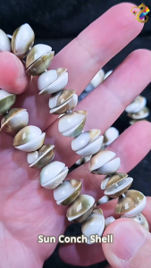 Natural Sun Conch Shell Bracelet