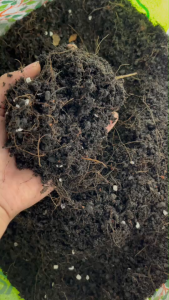 (ส่งฟรี)ดินเพอร์ไลท์ 5 ถุง (น้ำหนัก 3 kg./ถุง) ดินหมักใบก้าม ผสมเพอร์ไลท์ พร้อมปลูก จัดส่ง 5-7 วัน