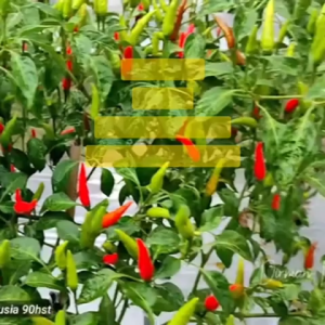Benih Cabe Cabai Rawit Unggul GENIE Isi 10 gram Benih Bintang Asia
