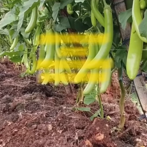 Benih Terong Hijau HITAVI F1 Isi 400 Butir Cap Panah Merah